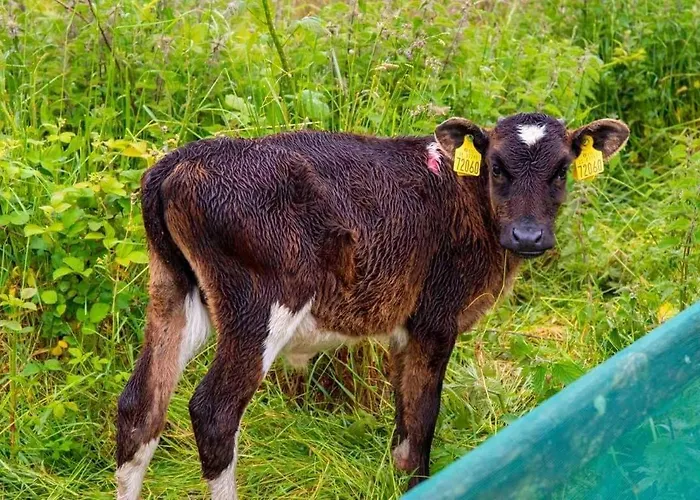 Teac Treasa Holiday home