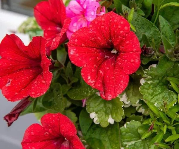 Holiday home Teac Treasa